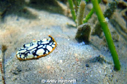 Flatworm or nudi? Very tiny. by Andy Hamnett 